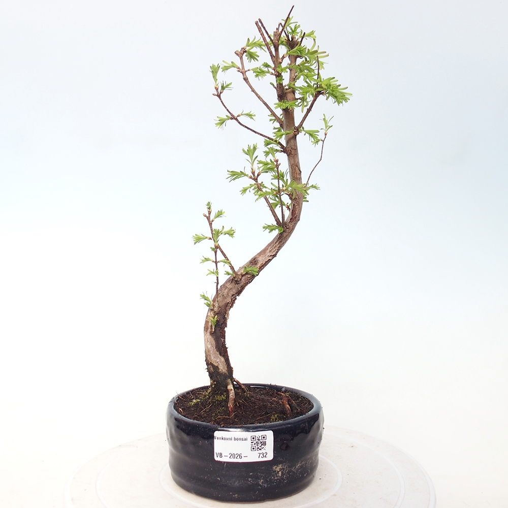 Bonsaï d'extérieur - Metasequoia glyptostroboides - Metasequoia chinois