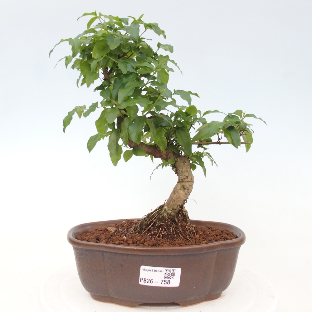 Bonsaï de chambre -Ligustrum chinensis - Bec d'oiseau