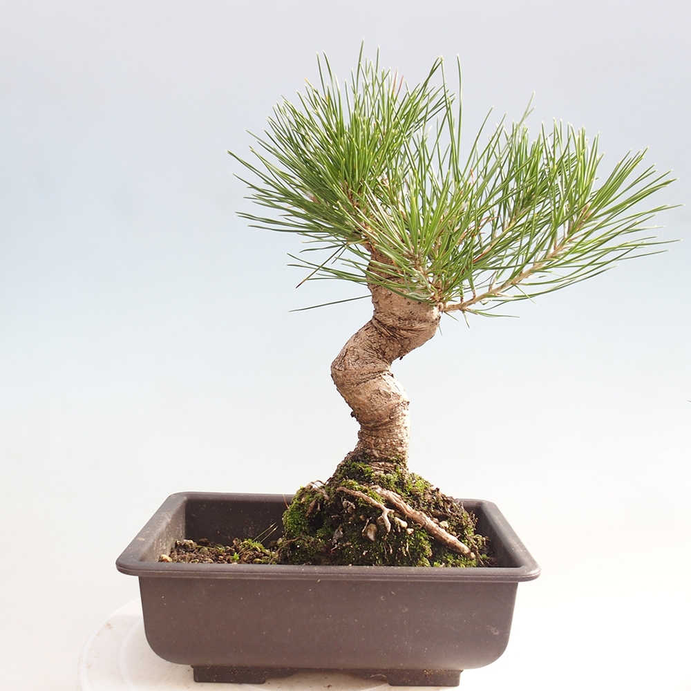 Bonsaï d'extérieur - Pinus thunbergii - Pin de Thunberg