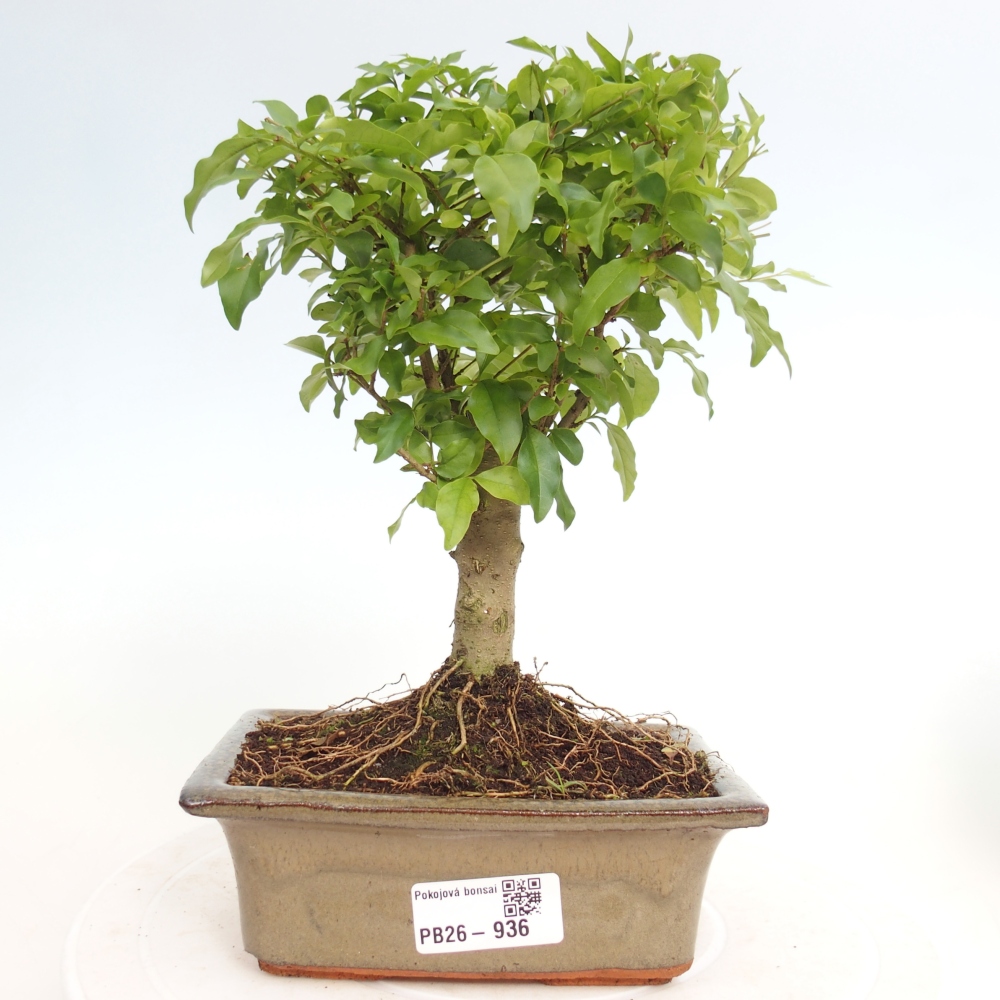 Bonsaï de chambre -Ligustrum chinensis - Bec d'oiseau
