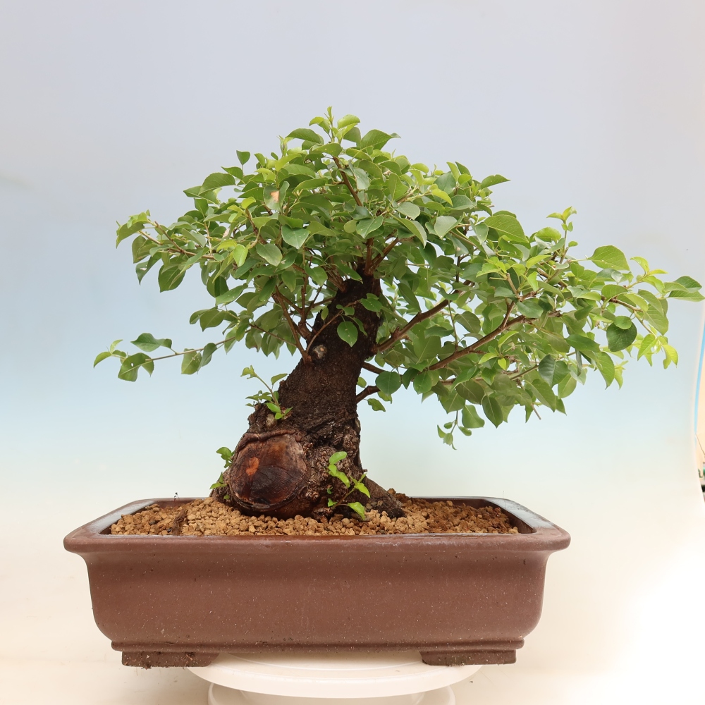 Bonsaï d'extérieur - Mahalebka - Prunus mahaleb