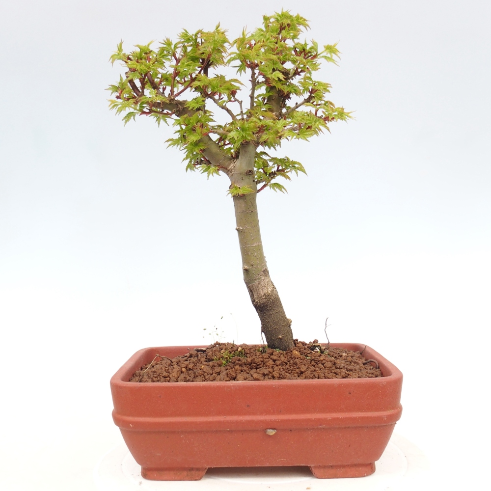 Bonsaï d'extérieur -Javor palm Acer palmatum Shishigashira