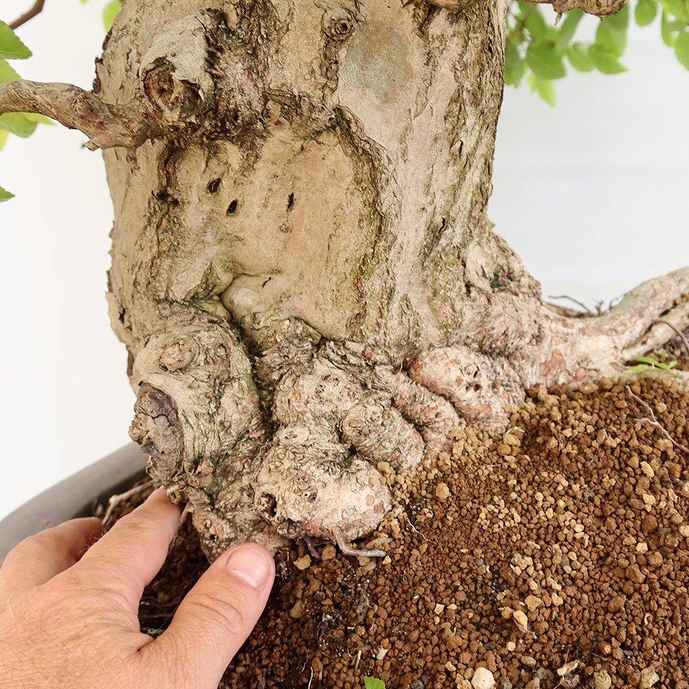 Bonsaï d'extérieur -Carpinus Coreana - Charme de Corée