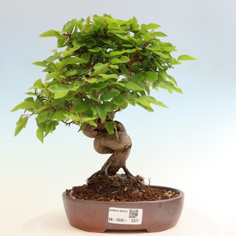 Bonsaï d'extérieur -Carpinus Coreana - Charme de Corée