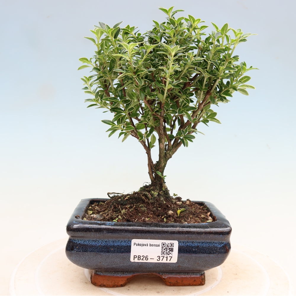 Salle bonsaï - Serissa foetida Variegata - Arbre aux mille étoiles