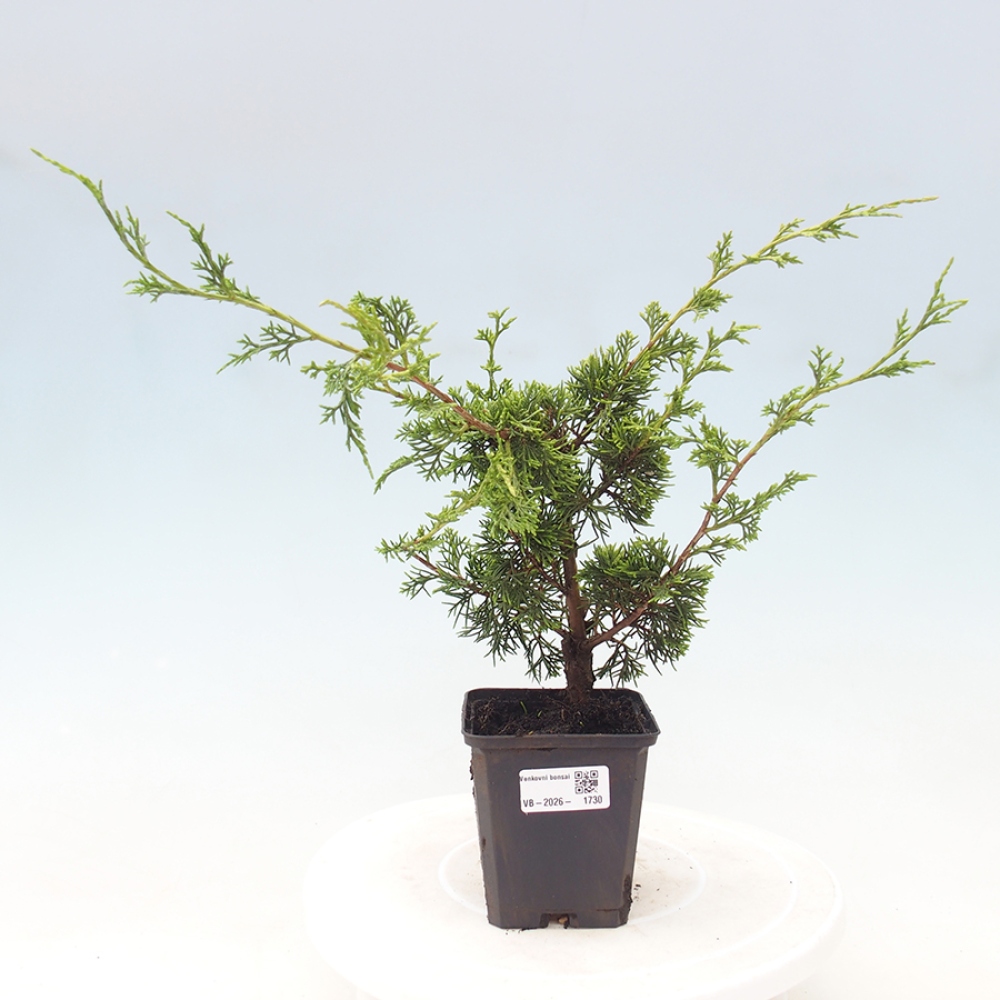 Bonsaï d'extérieur - Juniperus chinensis Itoigawa