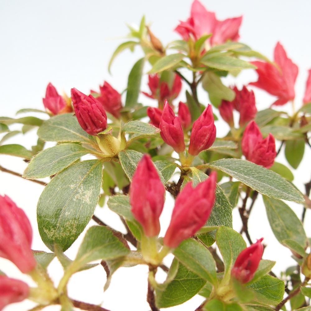 Bonsaïs d'extérieur - Azalée japonaise - Azalea sp.