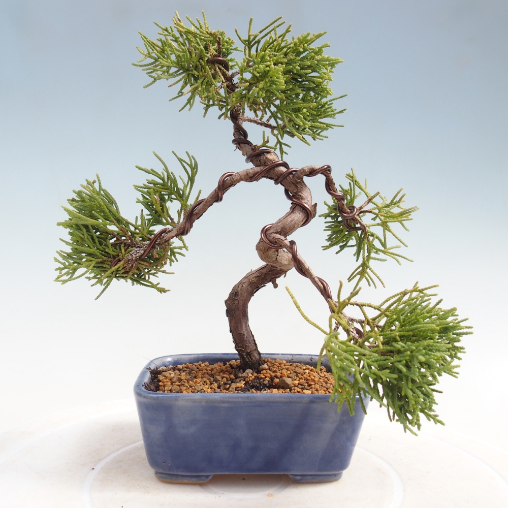 Bonsaï d'extérieur - Juniperus chinensis Kishu