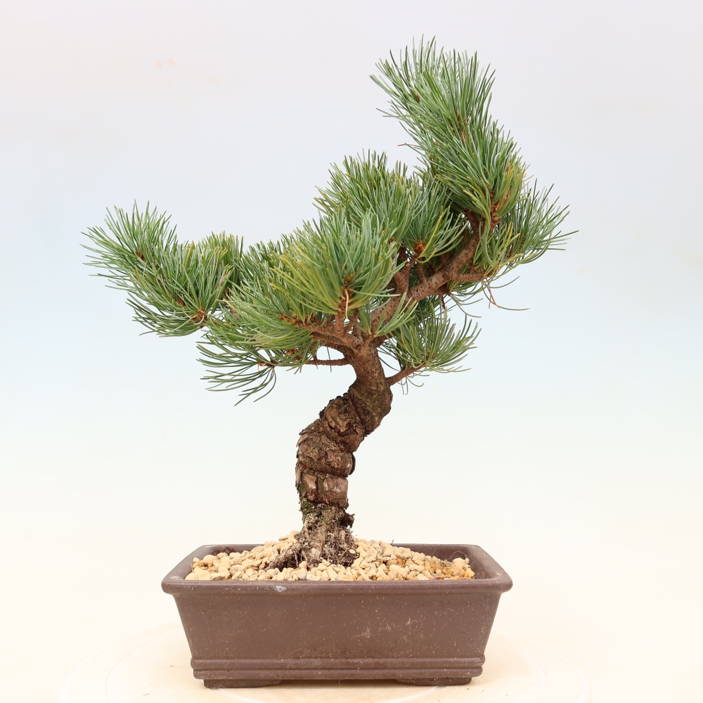 Bonsaï d'extérieur - Pinus parviflora - Pinus parviflora