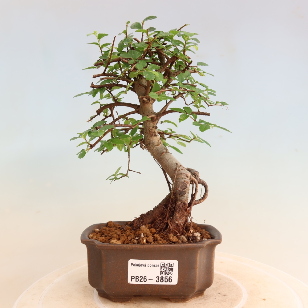 Bonsaï de chambre - Ulmus parvifolia - Orme à petites feuilles