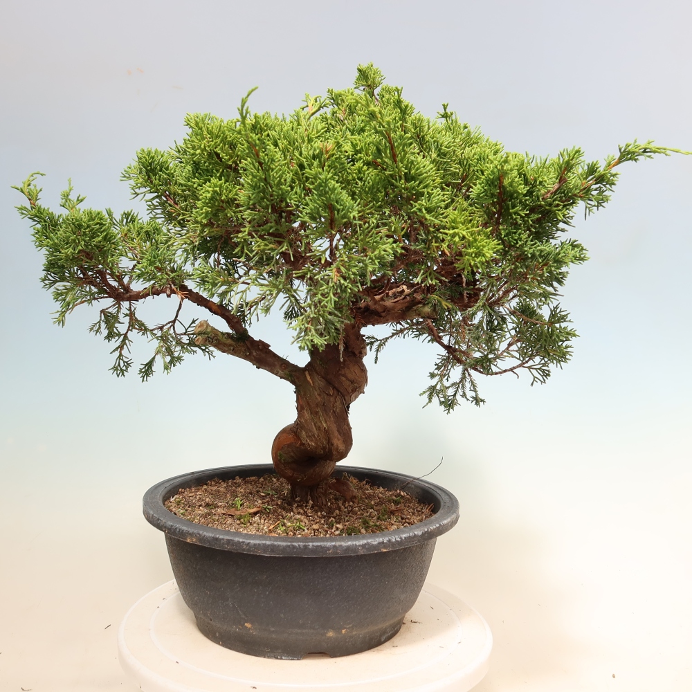Bonsaï d'extérieur - Juniperus chinensis Itoigawa-Juniperus chinensis