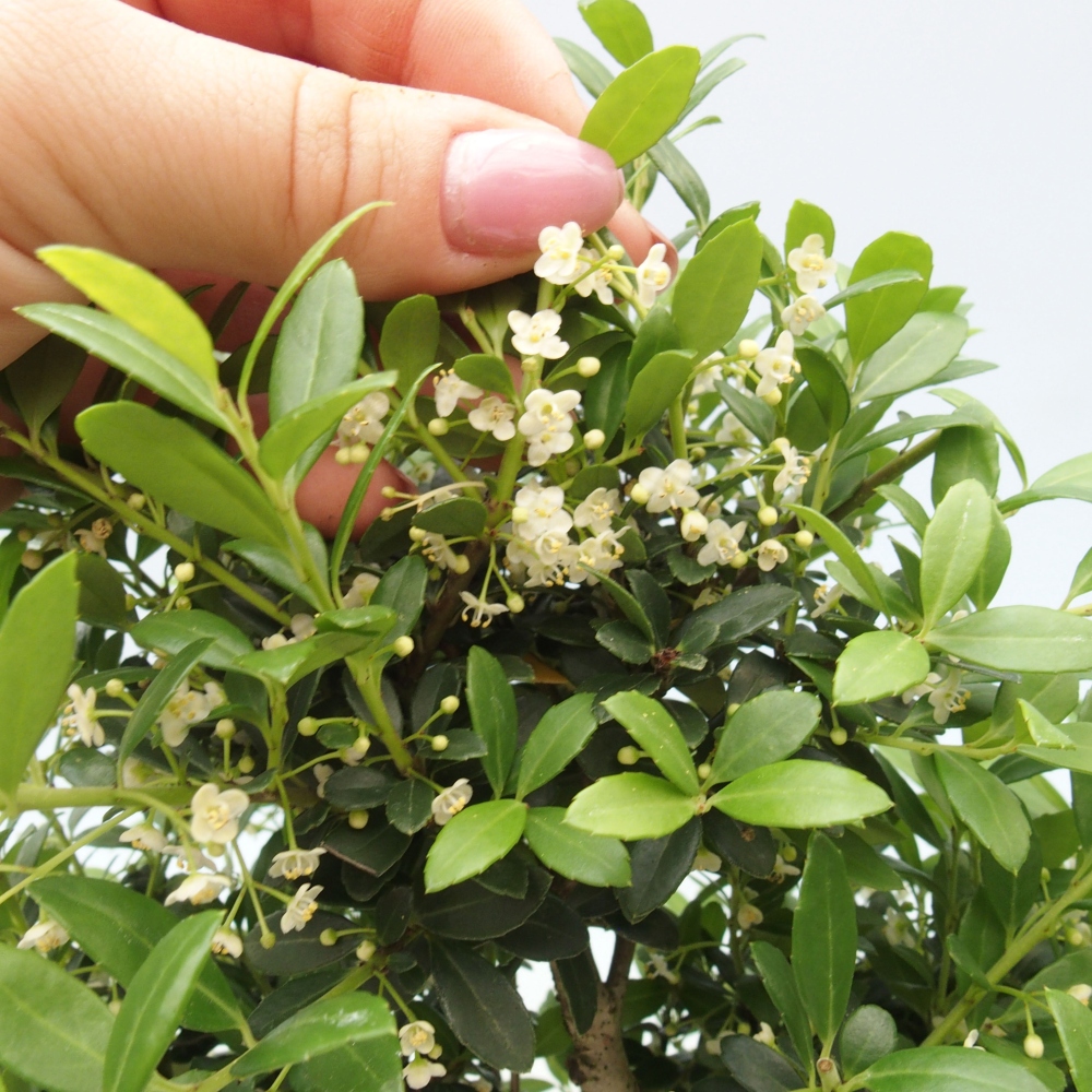 Bonsaï de chambre - Ilex crenata - Houx