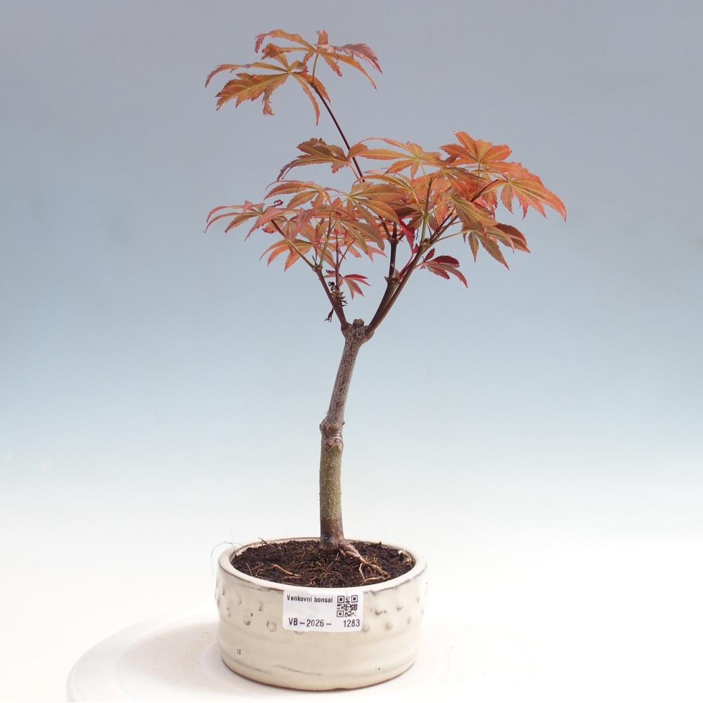 Bonsaï d'extérieur - Acer palm. Atropurpureum-Javor palmate