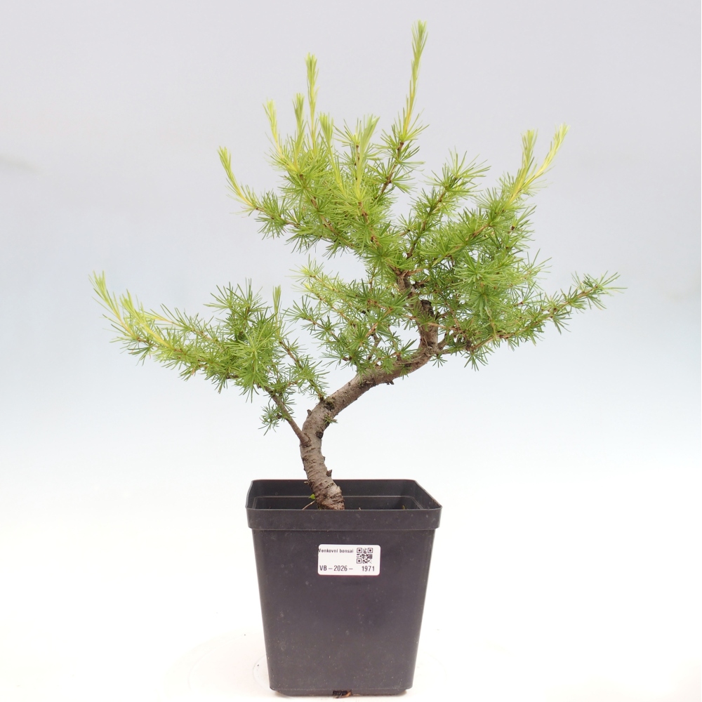 Bonsaï d'extérieur -Larix decidua - Mélèze