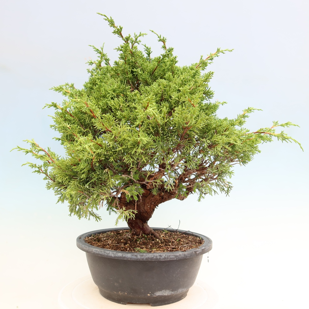 Bonsaï d'extérieur - Juniperus chinensis Itoigawa-Juniperus chinensis