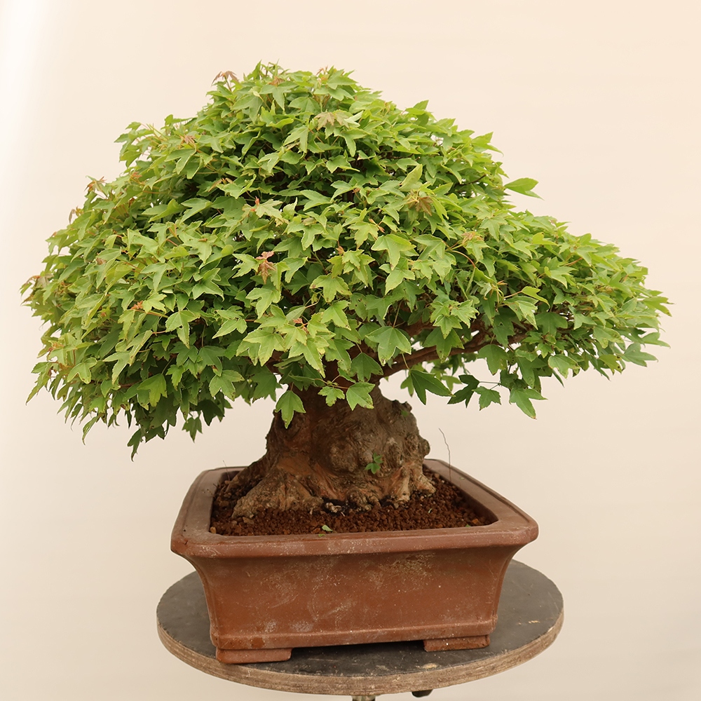 Bonsaï d'extérieur - Maple Burger - Acer Burgerianum