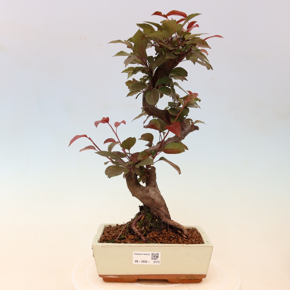 Bonsaï d'extérieur -Malus domestica - Pommier à petits fruits et à feuilles rouges