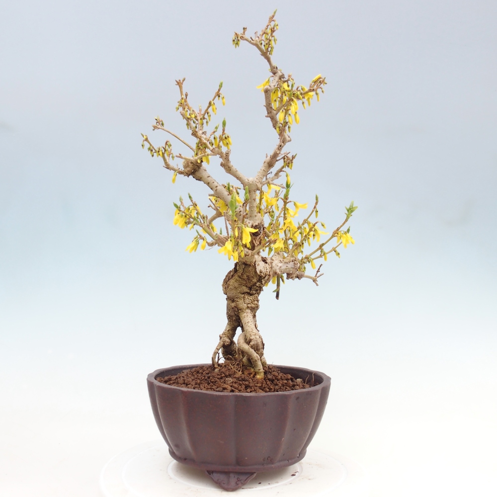 Bonsaï d'extérieur - Zlatice - Forsythia koreana