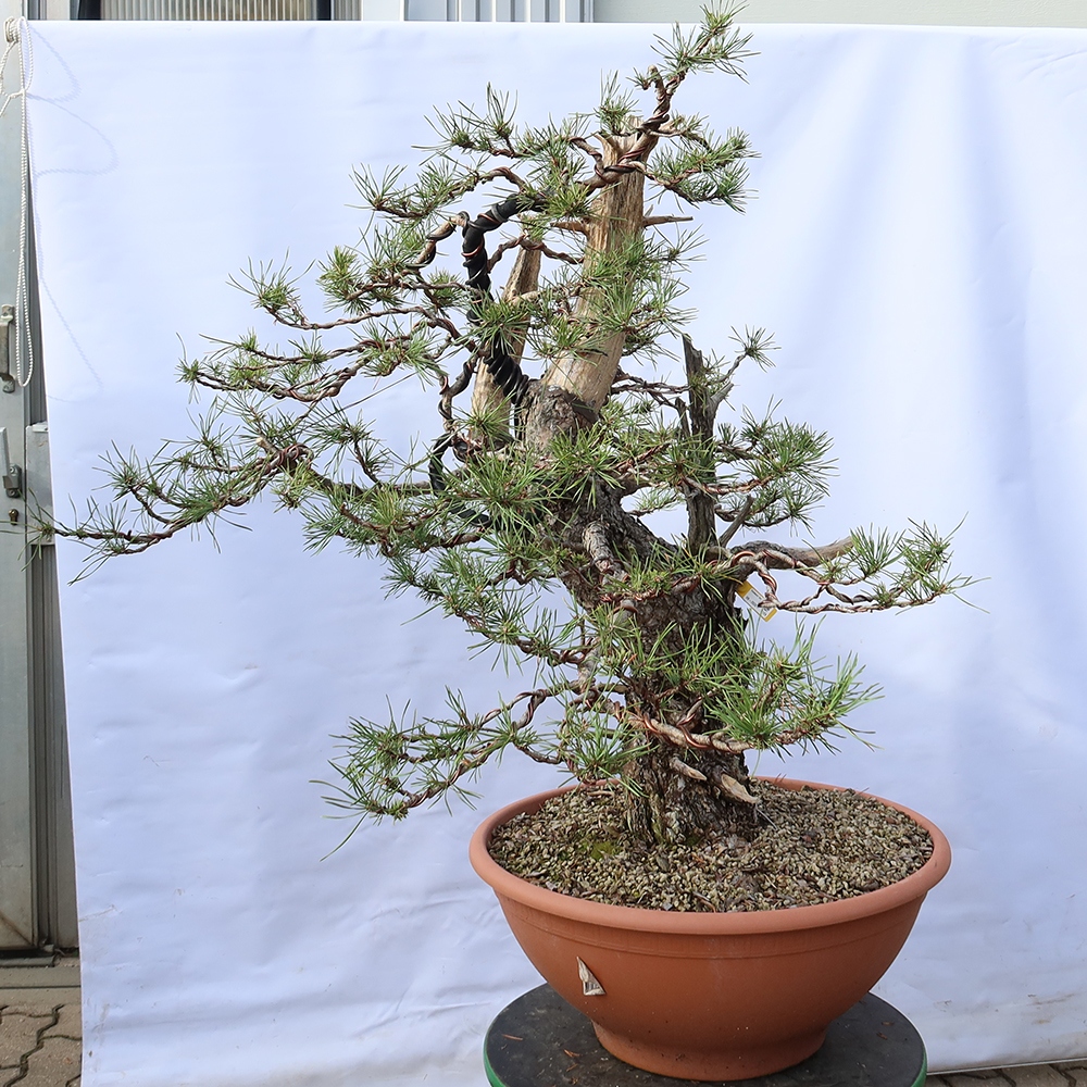 Pinus sylvestris Espagne - pin sylvestre