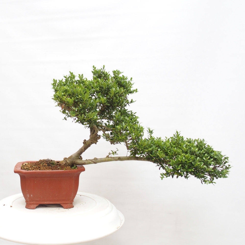 Bonsaï de chambre - Ilex crenata - Houx