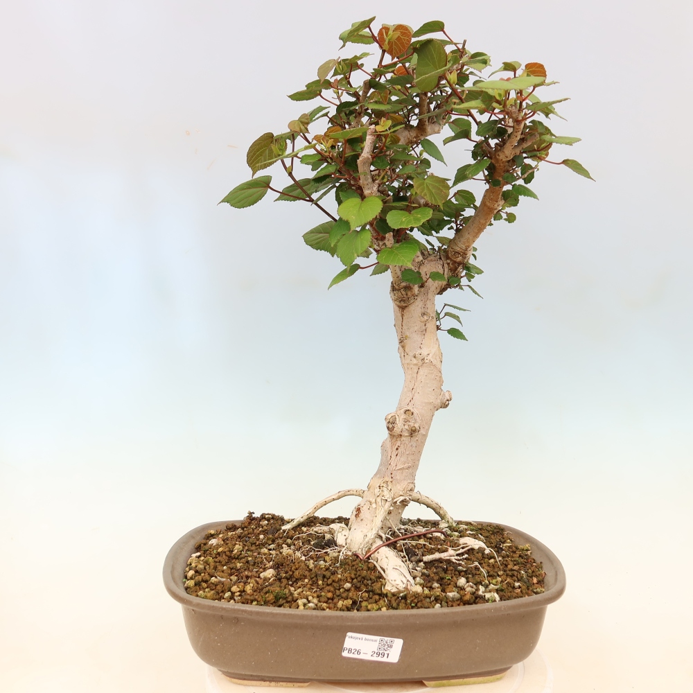 Bonsaï d'intérieur - Hibiscus tiliaceus - Hibiscus de mer