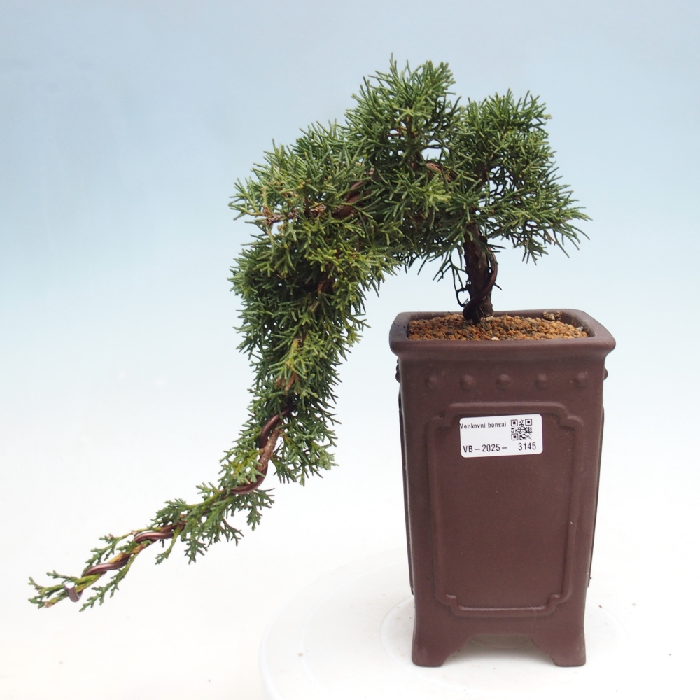 Bonsaï d'extérieur - Juniperus chinensis Kishu