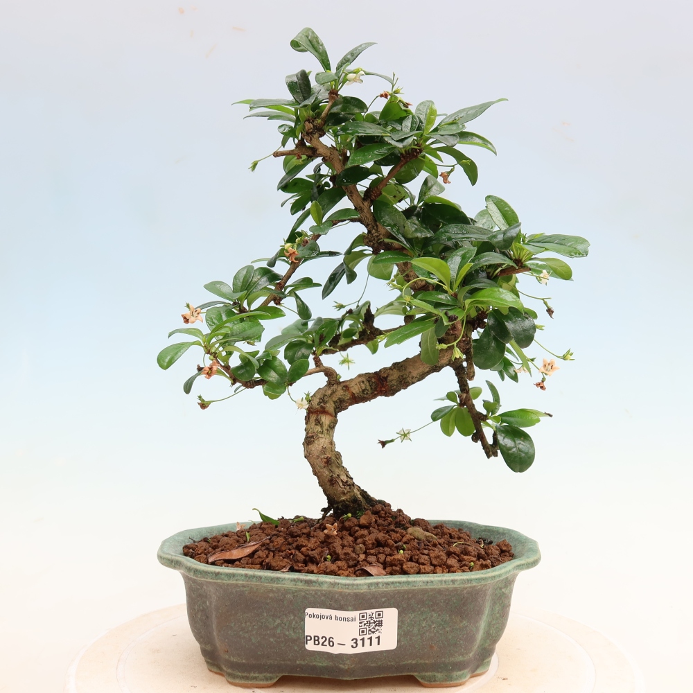 Bonsaï de chambre - Carmona macrophylla - Tea fuki