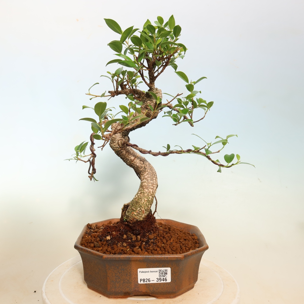 Salle bonsaï - Ficus kimmen - ficus à petites feuilles