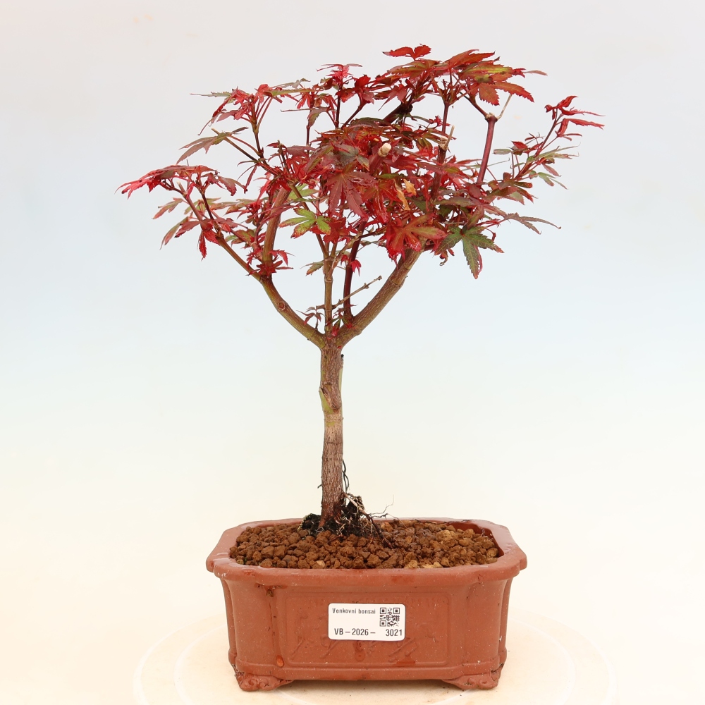Bonsaï d'extérieur - Érable palmatum  - Acer palmatum Berry Broom 