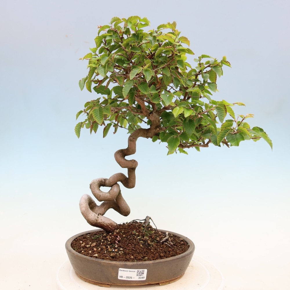 Bonsaï d'extérieur -Carpinus Coreana - Charme de Corée