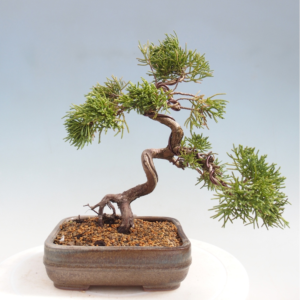 Bonsaï d'extérieur - Juniperus chinensis Kishu