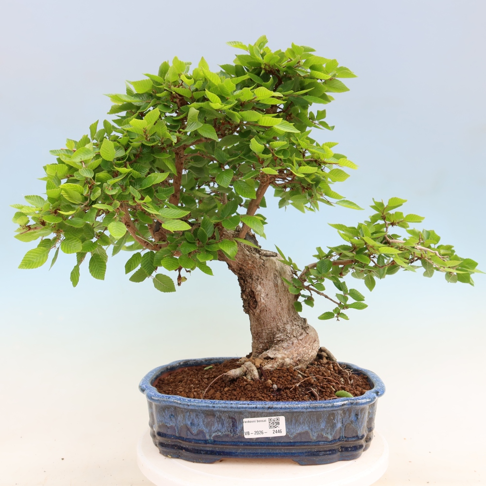 Bonsaï d'extérieur -Carpinus Coreana - Charme de Corée