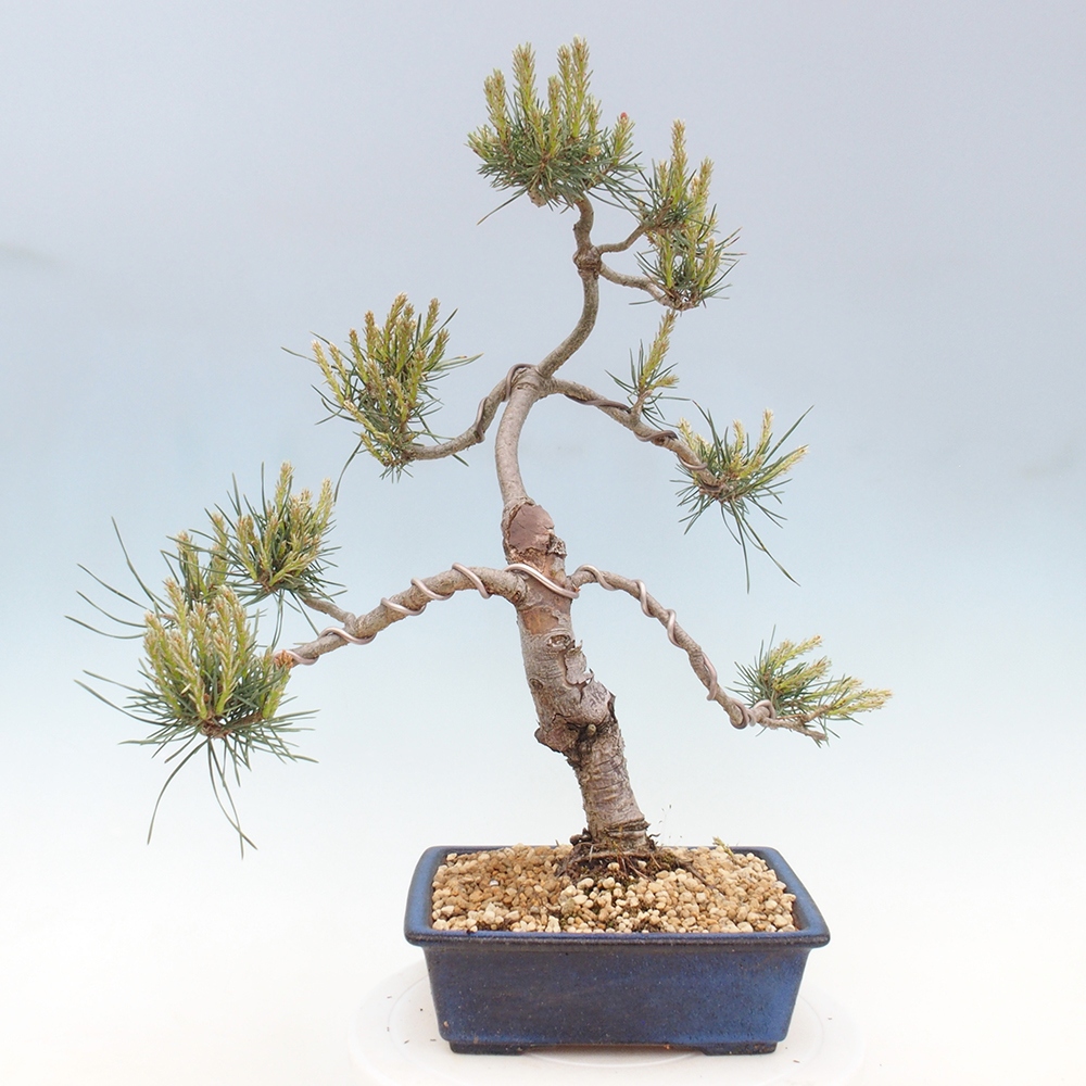 Bonsaï d'extérieur - Pinus Sylvestris Watererri - Pin sylvestre
