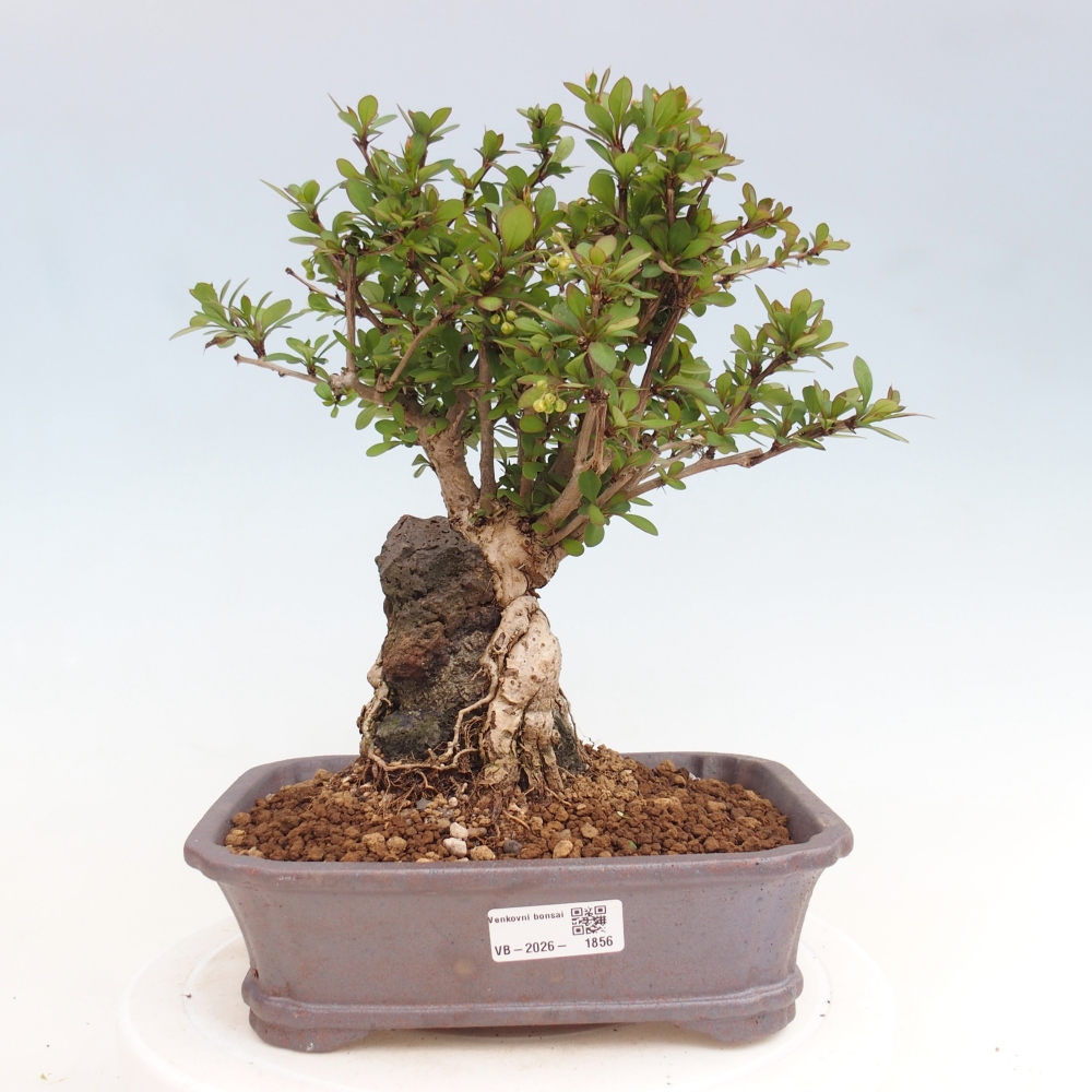 Bonsaï d'extérieur - Berberis coreana