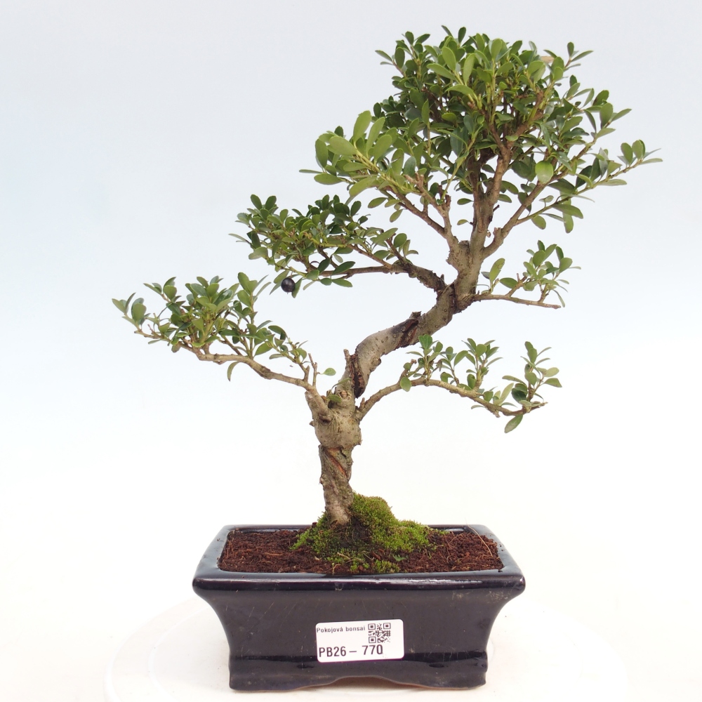 Bonsaï de chambre - Ilex crenata - Houx