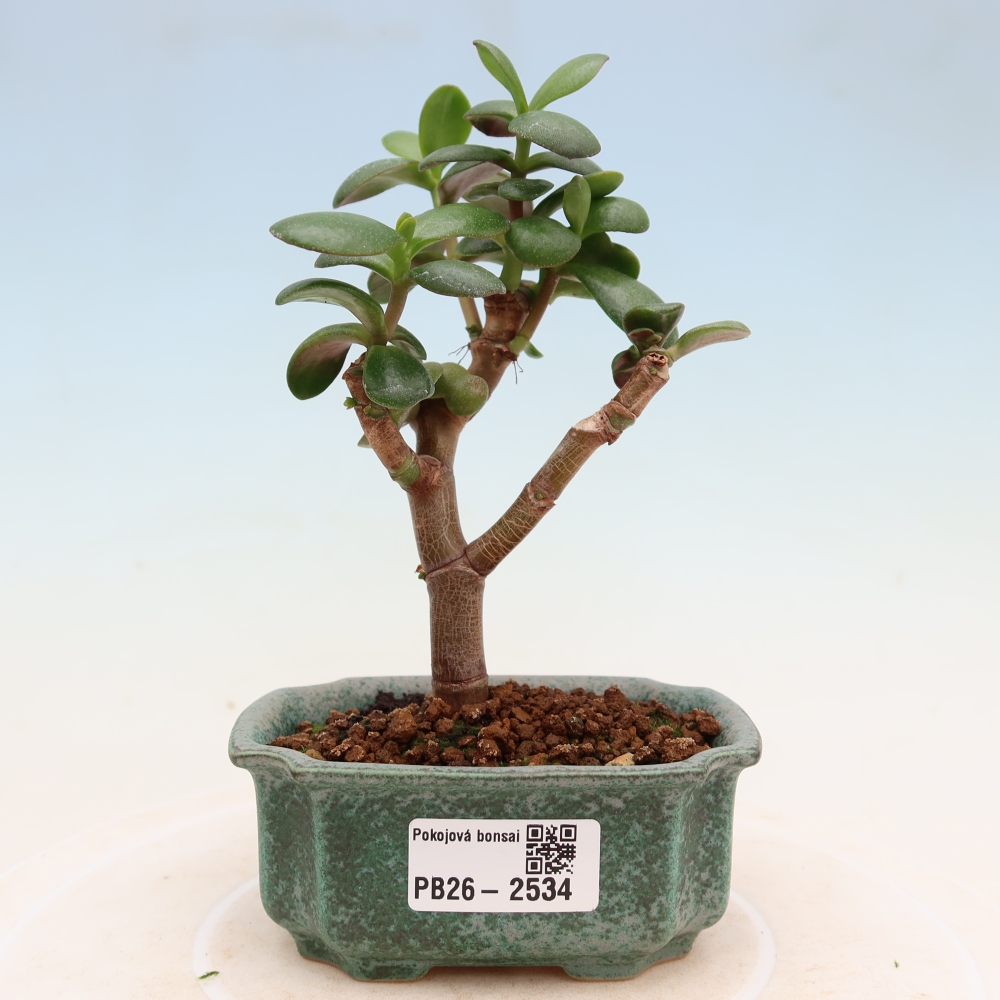 Bonsaï de chambre - Portulakaria Afra - Tlustice
