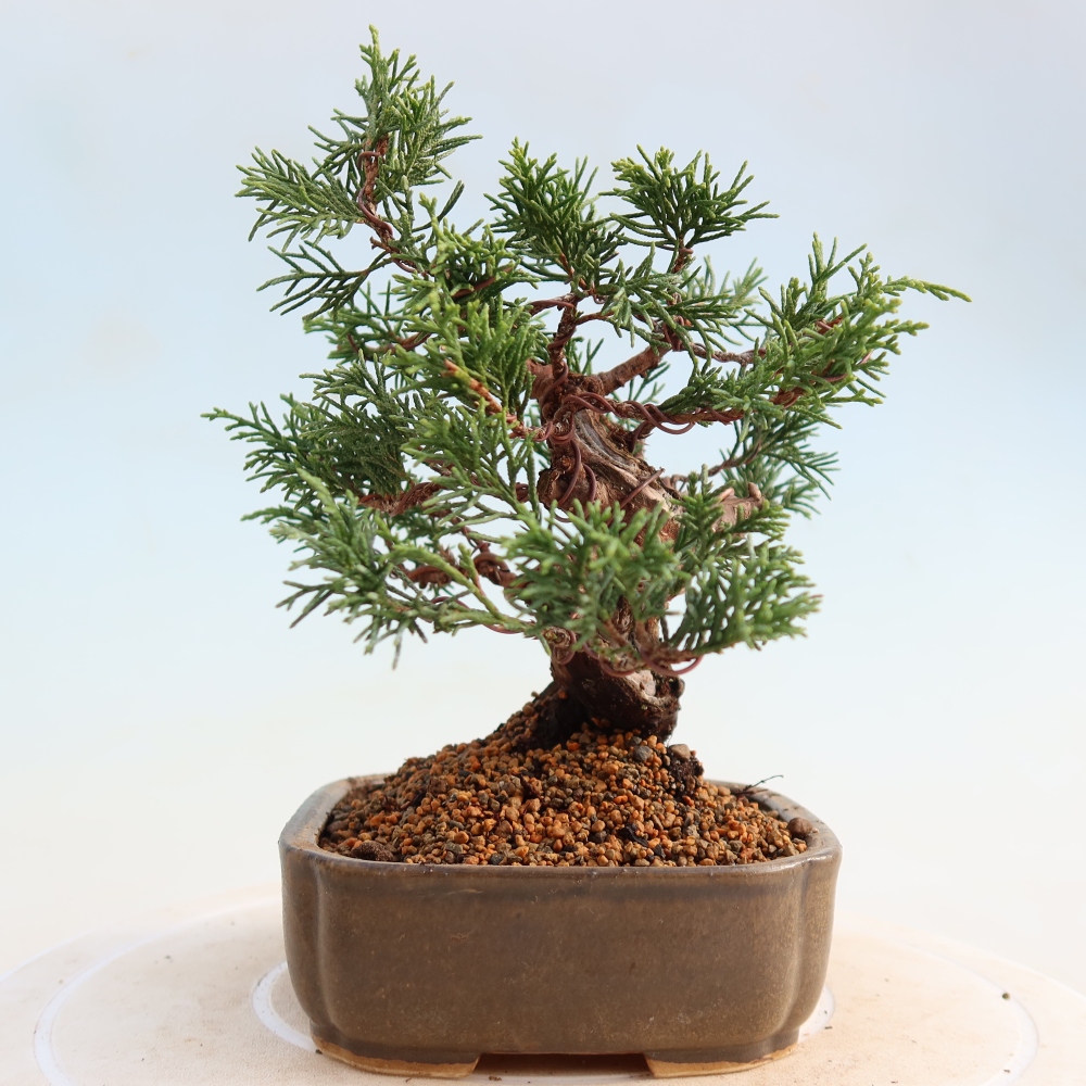 Bonsaï d'extérieur - Juniperus chinensis Itoigawa