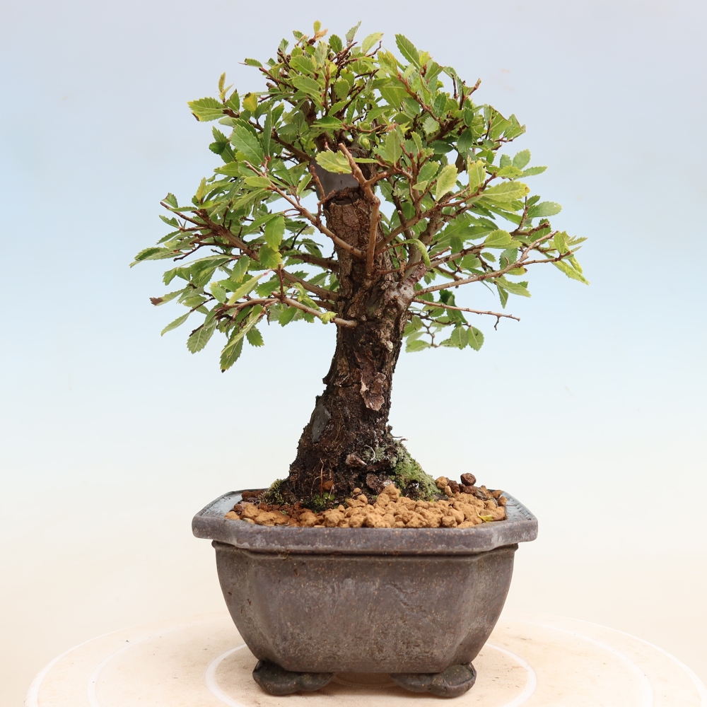 Bonsaï d'extérieur - Zelkova - Zelkova NIRE