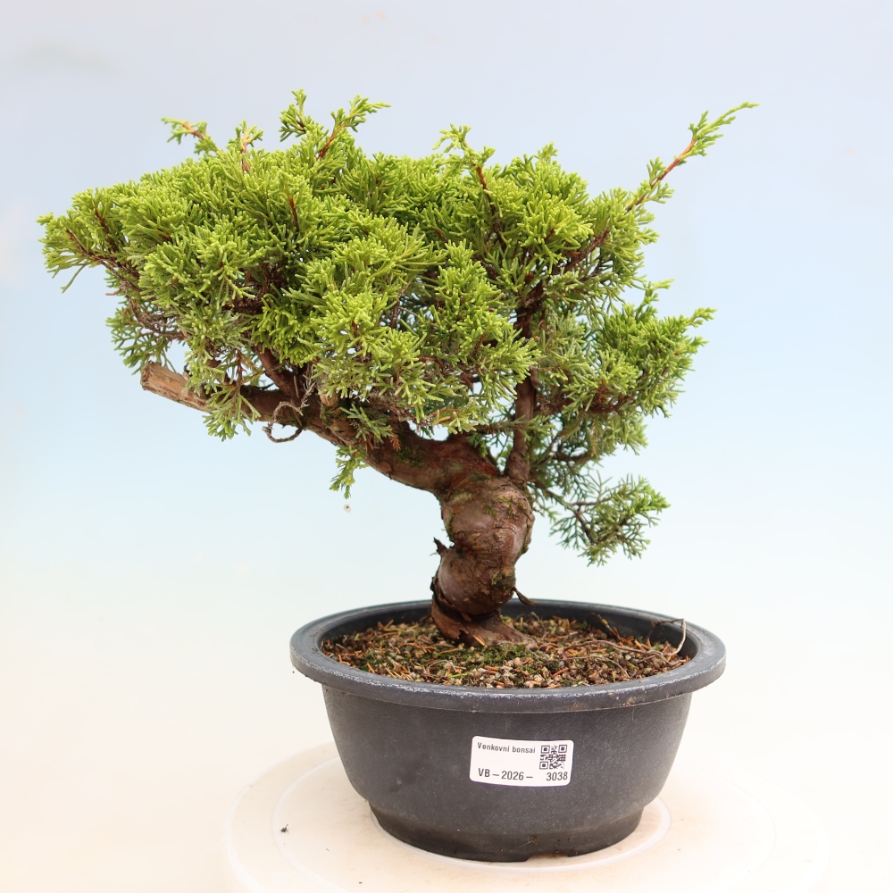 Bonsaï d'extérieur - Juniperus chinensis Itoigawa-Juniperus chinensis