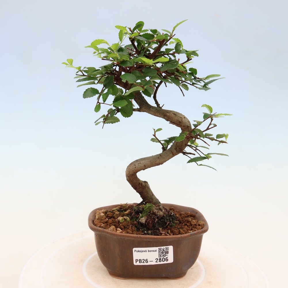 Bonsaï de chambre - Ulmus parvifolia - Orme à petites feuilles