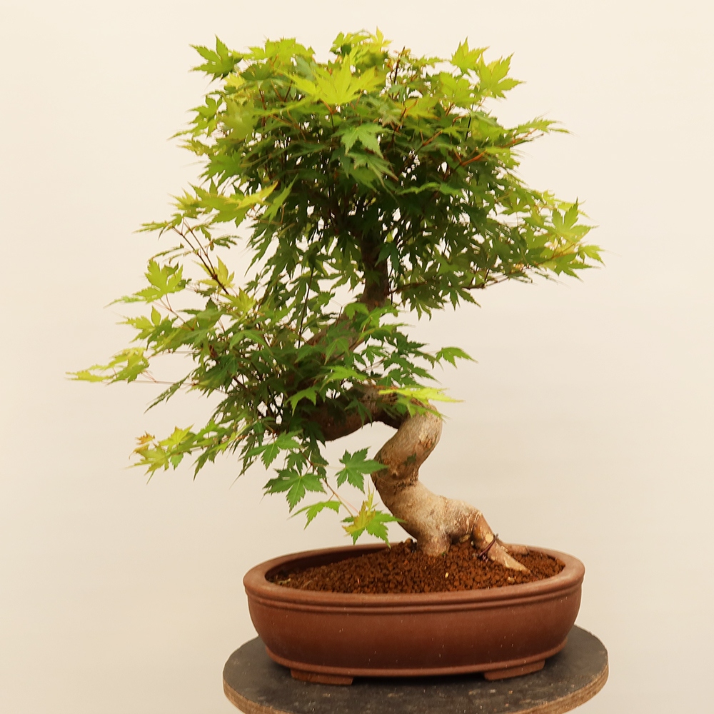 Bonsaïs d'extérieur - Maple palmatum - Palmiers