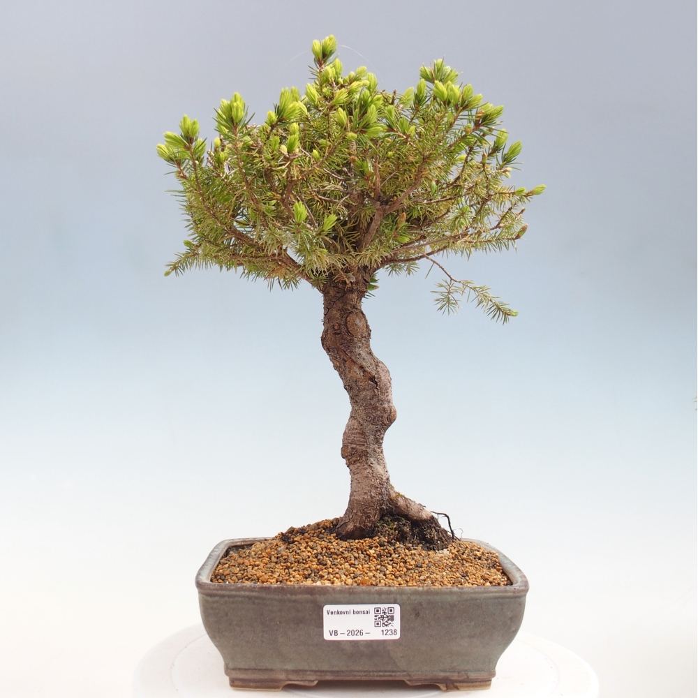 Bonsaï d'extérieur - Épicéa - Picea glauca globe
