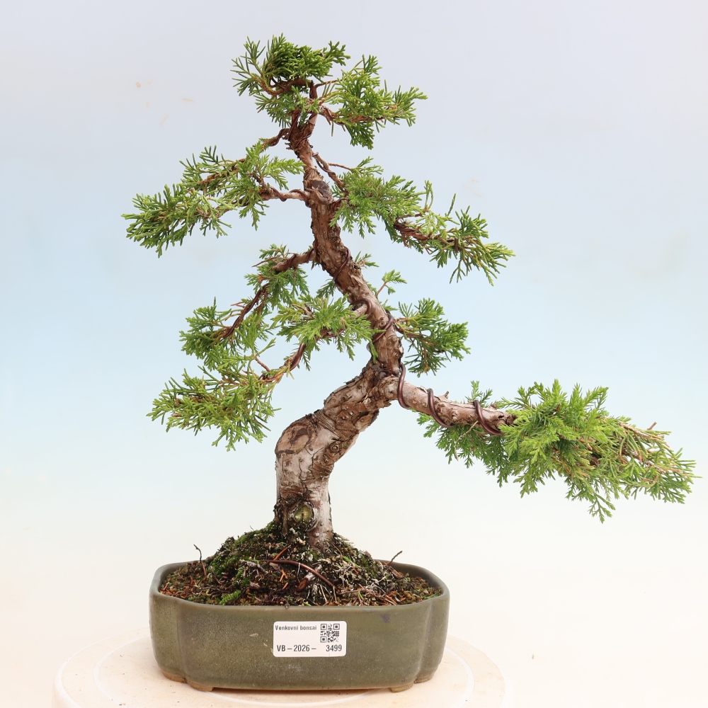Bonsaï d'extérieur - Juniperus chinensis Itoigawa-Juniperus chinensis