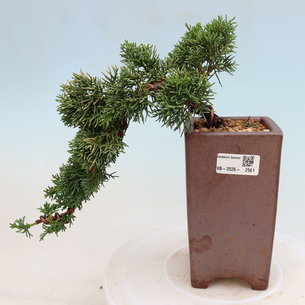 Bonsaï d'extérieur - Juniperus chinensis Kishu
