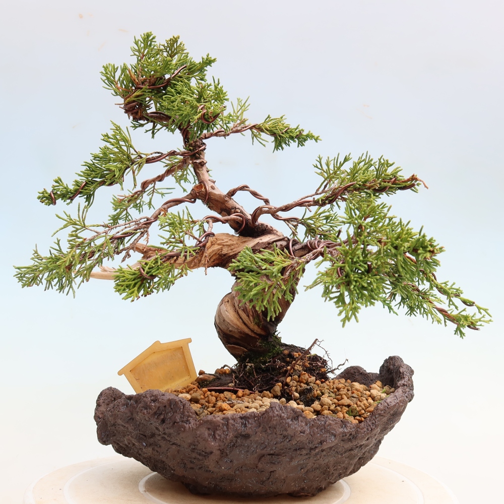Bonsaï d'extérieur - Juniperus chinensis Itoigawa-Juniperus chinensis