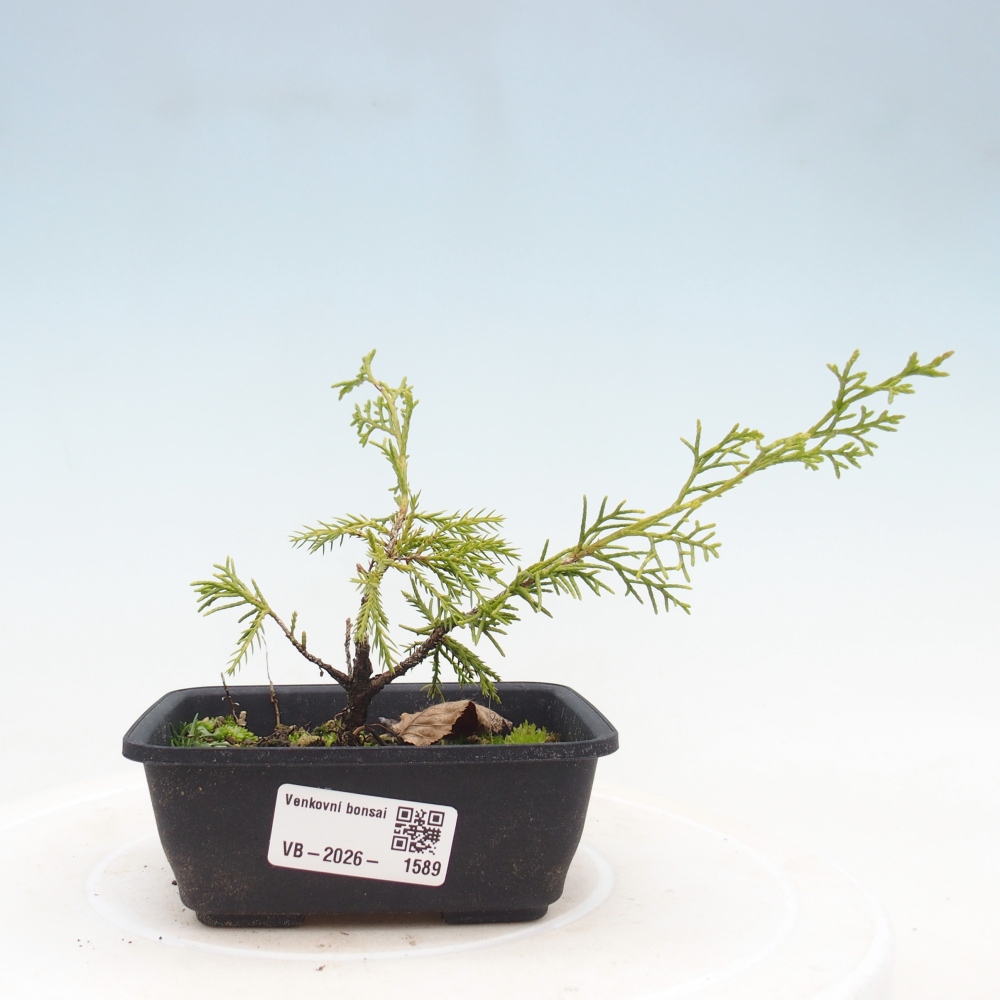 Bonsaï d'extérieur - Juniperus chinensis Itoigawa