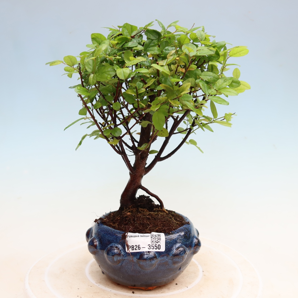 Bonsaï de chambre - Sageretia thea - Sageretia thea