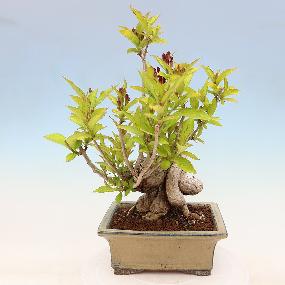 Bonsaï d'extérieur - Weigela subsessilis - Weigela de Corée