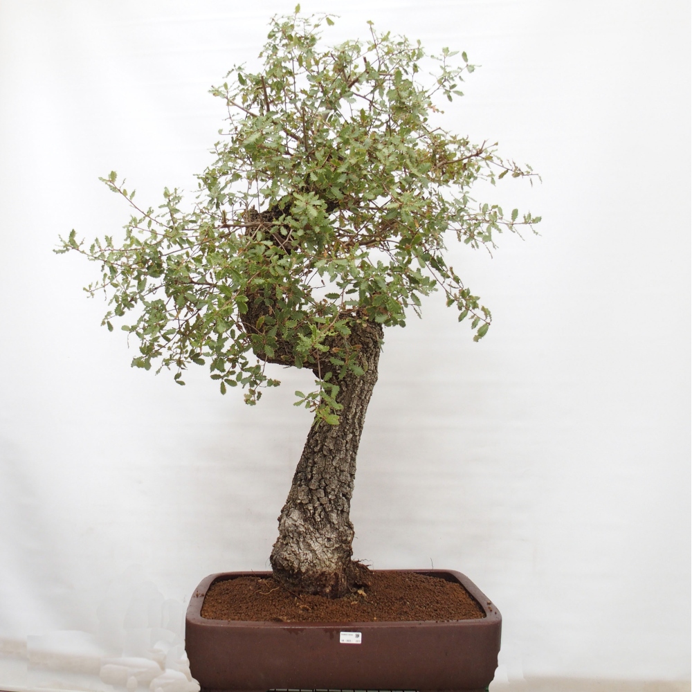 Yamadori - Quercus Ilex - Chêne vert
