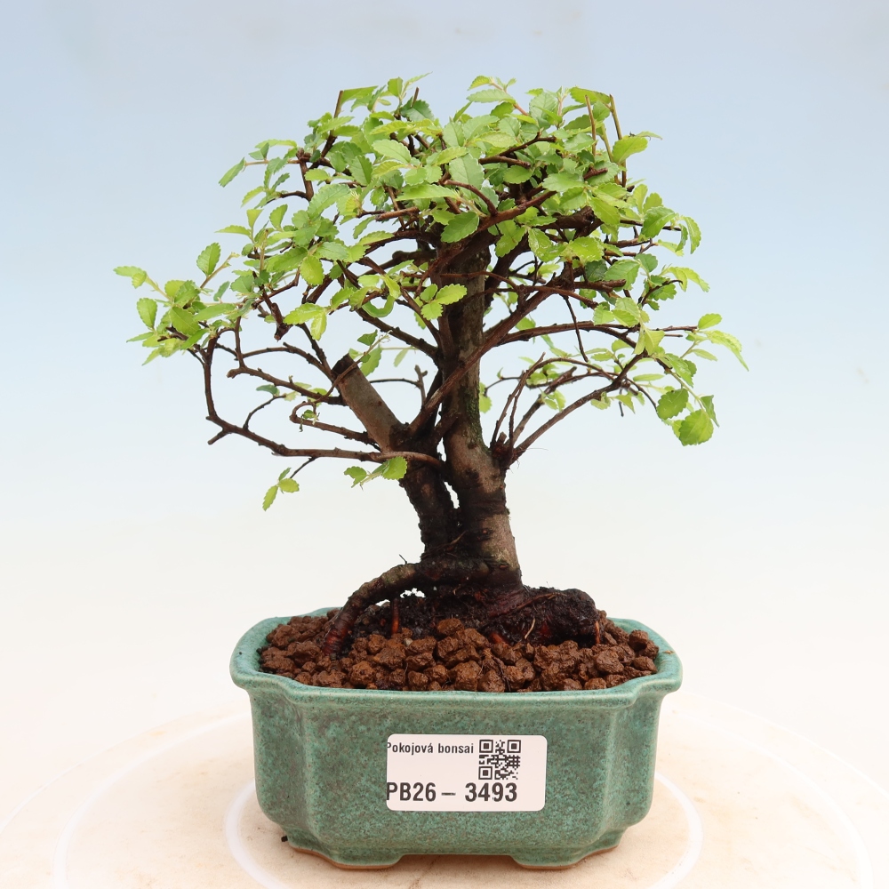 Bonsaï de chambre - Ulmus parvifolia - Orme à petites feuilles